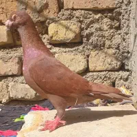کبوتر پرشی