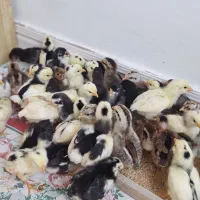 جوجه گلین لری