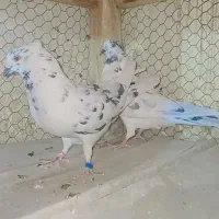 قاره پرشی کبوتر گرو