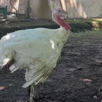 بقلمون بیوتی۶