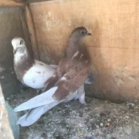 جوجه کفتر گرگی خوش سو وپرشی