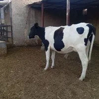 گاو گوساله نر.تلیسه.