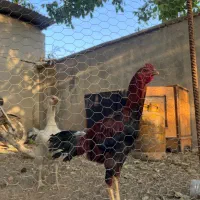 خروس لاری  مست و جوان