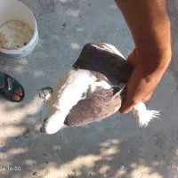 دوکت|پرنده|لنده, |دیوار