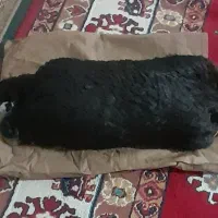 خیگ روغن