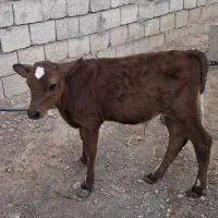 فرووش گوساله نر جرسی