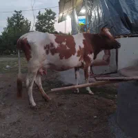 گاوگوساله ماده.گاو