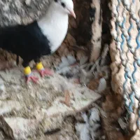 ماده کلاغ
