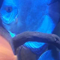 فروش ماهی دیسکس