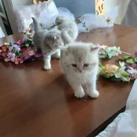 بچه گربه بریتیش نرو ماده بسیار زیبا چشم آبی و سبز