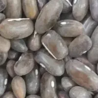 لوبیا سبز بذری پاک شده و اصلاح شده ده کیلو