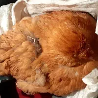 مرغ وخروس