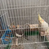 عروس هلندی