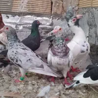 دورگ کاکلی