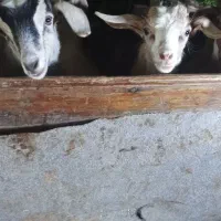بز علف خوار
