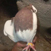 کفتر طوقی و شهری