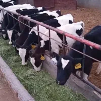 گوساله نر پای پروار