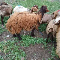باسلام خدمت دامداران عزیز یک راس قوچ قزل افشار