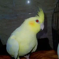 عروس هلندی سالم و درجه یک