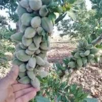 بدون واسطه و مستقیم از نهالستان بخرید