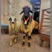 فوری در محل زنده ،،تمام نقاط