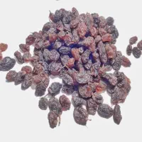 کشمش درجه امسال