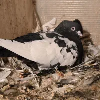 کبوتر سینه سیاه