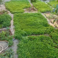 شتیل گوجه فرنگی