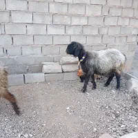 ۳تاکووه شیشک نامبروان