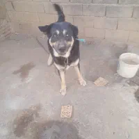 سگ‌پژدر|سگ|قلقل رود, |دیوار