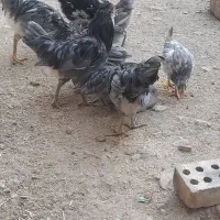 مجموعه طوسی