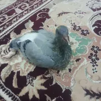 جوجه کبوتر پلاکی مسافتی جانسون|پرنده|سمیرم, |دیوار