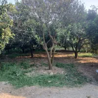 فروش زمین جفت بافت در درزیکلا آخوندی بالا