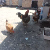 سلام دوستان ۴ تا مرغ یگ خوروس