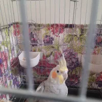 عروس هلندی نر