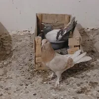 کبوتر پر
