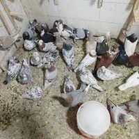 انواع قفس وکفتر