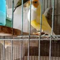 فنچ گلدین  ماده اماده