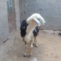 قوچ قزل افشار پلنگی