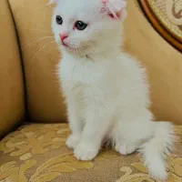 گربه اسکاتیش