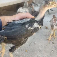 جوجه لاری و دورگه