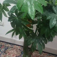 درختچه انجیری