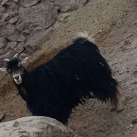 کره چاق و بز چاق