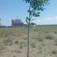 ملک-دور-دیوار-چسبیده-به-شهرک-گلها