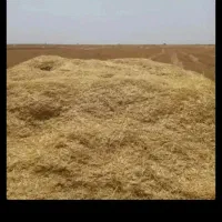 کارگر کاه کری شلیفی