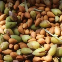 بادام کوهی با پوست مناسب روغن گیری