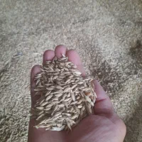 جو بذری شیش پر