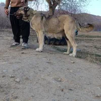 سگ سرابی اصیل واگذاری