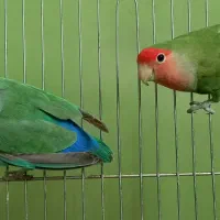 یک جفت طوطی برزیلی جوان مولد رام و دستی