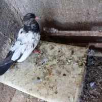 یک عدد خروس جوان یک سینه جوجه